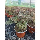 Kerti tollbuga ‘Gloria Purpurea’ (Astilbe x arendsii)