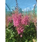 Kerti tollbuga ‘Gloria Purpurea’ (Astilbe x arendsii)