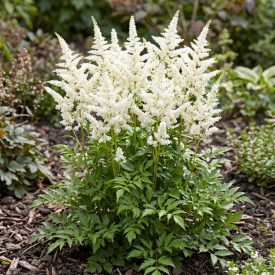 Kerti tollbuga ‘Weisse Gloria’ (Astilbe x arendsii)