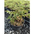 Kerti tollbuga ‘Weisse Gloria’ (Astilbe x arendsii)