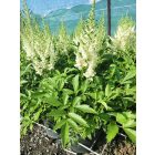 Kerti tollbuga ‘Weisse Gloria’ (Astilbe x arendsii)