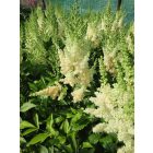 Kerti tollbuga ‘Weisse Gloria’ (Astilbe x arendsii)
