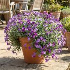 Pázsitviola 'Audrey Purple Shades' (Aubrieta)
