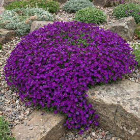 Deep Purple