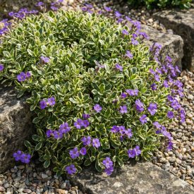 Pázsitviola 'Dr Mules Variegated' (Aubrieta)