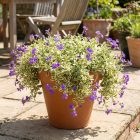 Pázsitviola 'Dr Mules Variegated' (Aubrieta)