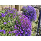 Pázsitviola 'Florado Blue Eye' (Aubrieta)