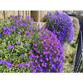 Pázsitviola 'Florado Blue Eye' (Aubrieta)