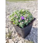 Pázsitviola 'Florado Blue Eye' (Aubrieta)