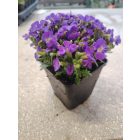 Pázsitviola 'Florado Blue Eye' (Aubrieta)