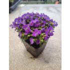 Pázsitviola 'Florado Blue Eye' (Aubrieta)