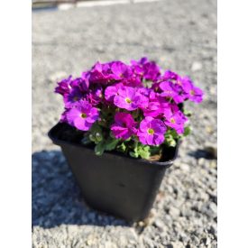 Pázsitviola ‘Florado Neon Pink‘ (Aubrieta)