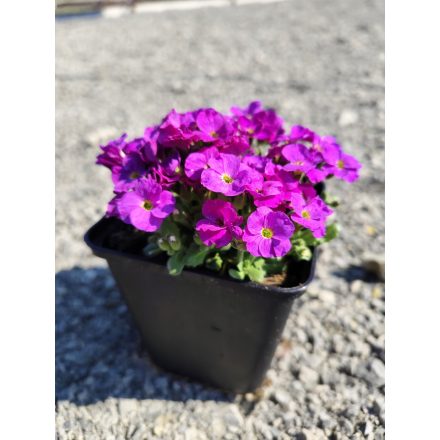 Pázsitviola ‘Florado Neon Pink‘ (Aubrieta)