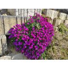 Pázsitviola 'Florado Rose Red' (Aubrieta)