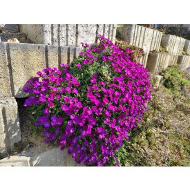 Pázsitviola 'Florado Rose Red' (Aubrieta)