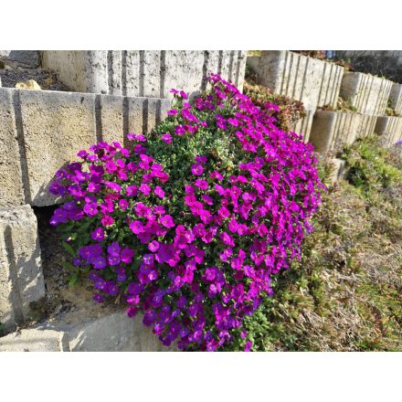 Pázsitviola 'Florado Rose Red' (Aubrieta)