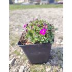 Pázsitviola 'Florado Rose Red' (Aubrieta)