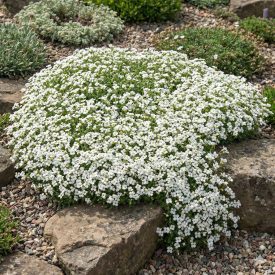 Pázsitviola 'Florado White' (Aubrieta)