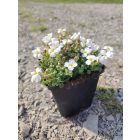 Pázsitviola 'Florado White' (Aubrieta)