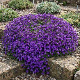 Pázsitviola 'Hamburger Stadtpark' (Aubrieta)