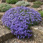 Pázsitviola 'Kitty Blue' (Aubrieta)