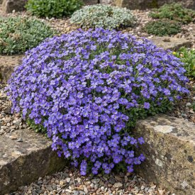 Pázsitviola 'Kitty Blue' (Aubrieta)