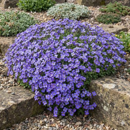 Pázsitviola 'Kitty Blue' (Aubrieta)