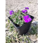 Pázsitviola 'Kitty Blue' (Aubrieta)