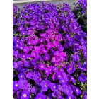 Pázsitviola 'Kitty Blue' (Aubrieta)