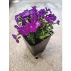 Pázsitviola 'Kitty Blue' (Aubrieta)