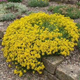 Sziklai ternye 'Gold Cushion' (Aurinia saxatilis)