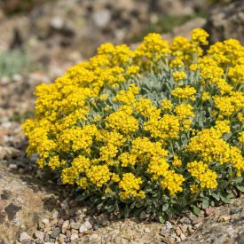 Sziklai ternye 'Summit' (Aurinia saxatilis)