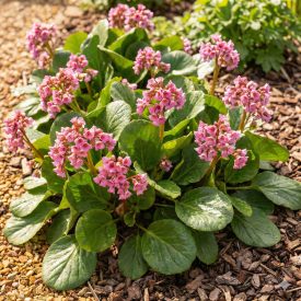   Szívlevelű bőrlevél 'Rose' (Bergenia cordifolia)