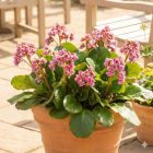 Szívlevelű bőrlevél 'Rose' (Bergenia cordifolia)
