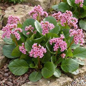  Szívlevelű bőrlevél 'Rotblum' (Bergenia cordifolia)