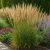 Nádtippan 'Karl Foerster' (Calamagrostis × acutiflora)