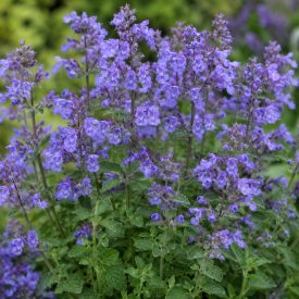 Macskamenta 'Blue' (Calamintha nepeta)