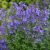 Macskamenta 'Blue' (Calamintha nepeta)