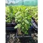 Macskamenta 'Blue' (Calamintha nepeta)