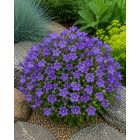 Kárpáti harangvirág 'Avida Blue' (Campanula carpatica)