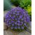 Kárpáti harangvirág 'Avida Blue' (Campanula carpatica)