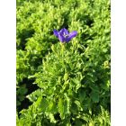 Kárpáti harangvirág 'Avida Blue' (Campanula carpatica)