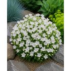 Kárpáti harangvirág 'Avida white' (Campanula carpatica)