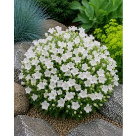   Kárpáti harangvirág 'Avida white' (Campanula carpatica)