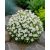 Kárpáti harangvirág 'Avida white' (Campanula carpatica)