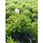 Kárpáti harangvirág 'Avida white' (Campanula carpatica)