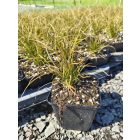 Narancsos sás ‘Prairie Fire’ (Carex testacea)