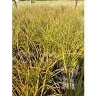Narancsos sás ‘Prairie Fire’ (Carex testacea)