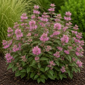   Kékszakáll 'Camara Pink' (Caryopteris × clandonensis)