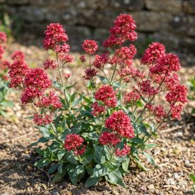   Piros sarkantyúvirág 'Coccineus' (Centranthus ruber)